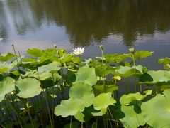 -东郊湿地公园