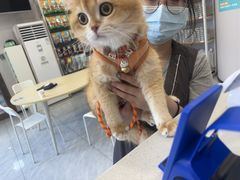 -瑞鹏宠物医院·骨科·猫科·内科(第一中心)