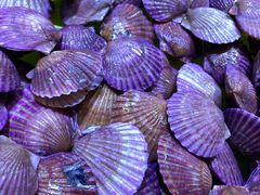 -集杰尚品海鲜烤肉自助餐厅(乳山振华店)