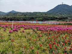 -东部华侨城