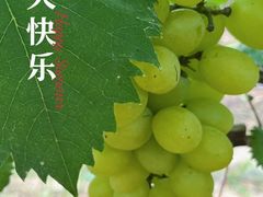 -海堤葡萄园中小学生研学基地