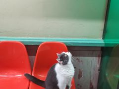 -猫咪博物馆(顶澳仔猫街店)