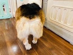 -柯斗斗主题餐厅·狗咖·围炉煮茶·茶饮(国瑞升平里店)