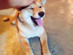 -柴犬高等学院·狗咖·柴犬售卖·宠物训练