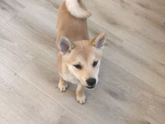 -浣熊柯尔鸭土拨鼠·电玩咖