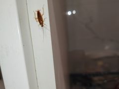 -笨猪青年旅舍(西乡地铁站店)