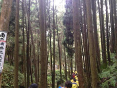 景点-阿里山神木遗迹