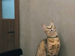 -Again Coffee Roaster(香蜜湖店)