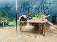 -深圳野生动物园