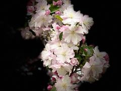 -海棠花溪(元大都城垣遗址公园)