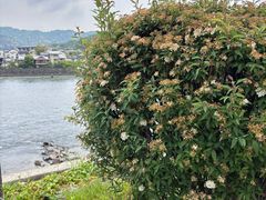 -伊藤久右卫门(宇治本店)