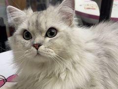 -FAELING PETS美天灵宠物(富力广场店)