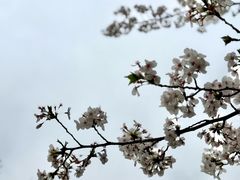 -高东镇樱花园