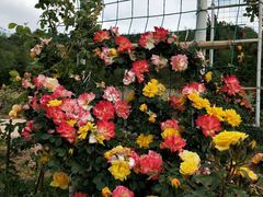 -名花谷生态庄园