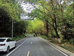 -铁山坪森林公园