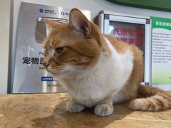 -爱侣·安琦尔宠物医院·中兽医针灸·心内科·狂犬免疫点(宝山区院)