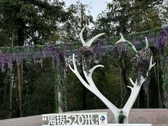 -长沙黑麋峰国家森林公园