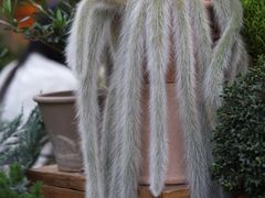 -自由生长植物工作室(深港花卉中心店)