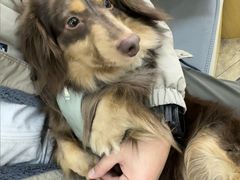 -美联众合动物医院·24h转诊中心