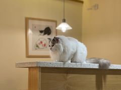 -滚猫咖啡·猫咖·猫友好撸猫(未来城店)