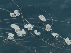 -泸沽湖里格半岛