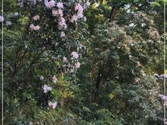 -梧桐山风景名胜区