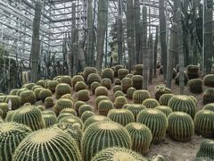 -南山植物园