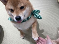 -逗柴咖啡屋·狗咖猫咖宠物桌游