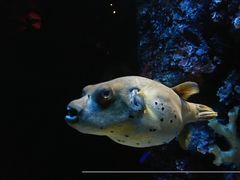 -暹罗海洋世界