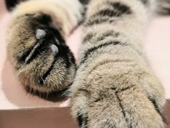 -猫儿山۰猫主题餐厅