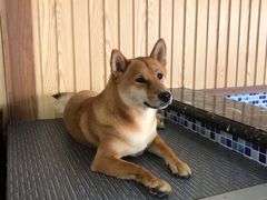 -柴源莊·柴小宠柴犬咖啡