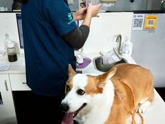 -瑞派动物医院·绝育·犬猫全科·预防医学(光景江南中店)