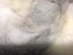 -纳吉亚猫专科动物医院博雅分院
