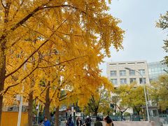 -三里屯东五街银杏大道