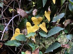 -哈密回王府景区