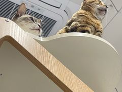-Cappucimeow猫咪咖啡馆(韦伯时代店)