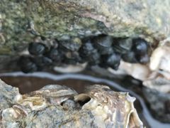 -东戴河风景区-止锚湾