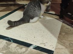 -猫色咖啡·猫咖