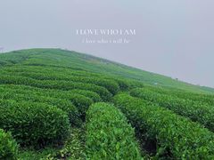 -龙坞茶村