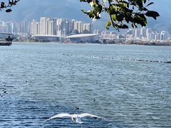 -洱海月湿地公园