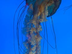 -太平洋海底世界