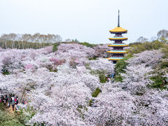 -东湖磨山景区