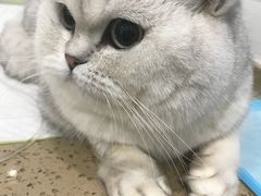 -伟伟宠物医院·CT影像中心·瑞派犬猫综合性门诊(汉口总院)