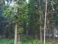 -黄海国家森林公园