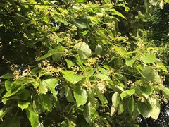 -艾溪湖湿地公园