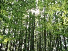 -渡海小渔村.老辈日照菜
