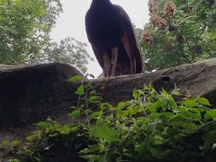 -成都大熊猫繁育研究基地