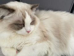 -lincat·猫舍(广州店)