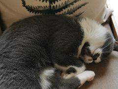 -猫和宫(六道口店)