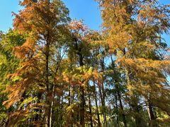 -上海共青森林公园